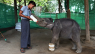 علاج فيلة رضيعة نجت من فخ صياد في ميانمار