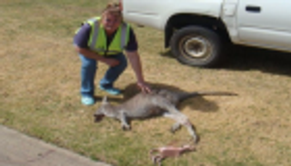 أسترالي يقتل 20 كنغرا دهسا بشاحنة