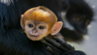 ولادة قرد نادر بحديقة حيوانات أسترالية