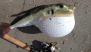 الأرنب النفيخة.. أخطر سمكة في مصر 