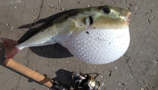 سمكة القراض المعروفة بـ"الأرنب" - أرشيفية