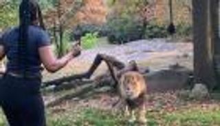 تحديد هوية امرأة دخلت عرين أسد بأمريكا