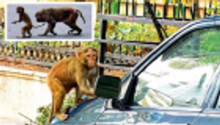 عصابة قرود تحتل معبدا في الهند وتهاجم الزوار