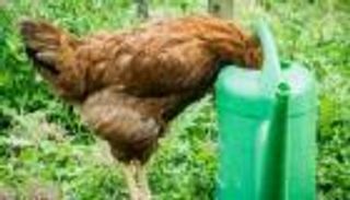 جدل حول إطعام الأفيون للدجاج في إيران