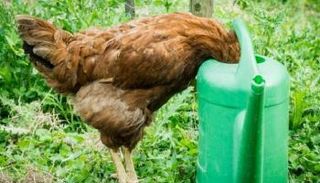 جدل حول إطعام الأفيون للدجاج في إيران - أرشيفية