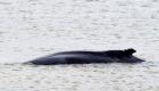 ظهور حوت أحدب بنهر التايمز في لندن