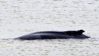  حوت أحدب يظهر في نهر التايمز قرب لندن