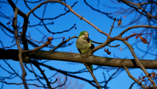 ببغاوات الراهب زاد عددها إلى 12 ألفا في مدريد