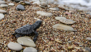 سلحفاة كاريتا كاريتا