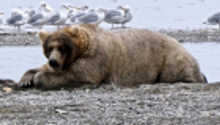 دبة تفوز بلقب "ملكة البدانة" في مسابقة أمريكية