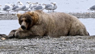 لم تنجب هولي صغارا مما ساعدها في التفرغ لصيد أسماك السلمون