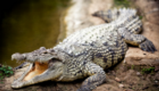 "التفجير" مصير تمساح افترس صيادا في الفلبين