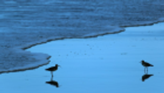 تغير المناخ يهدد ثلثي الطيور في أمريكا بالانقراض