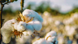 القطن المعدل وراثيا صالح للاستهلاك الآدمي - أرشيفية