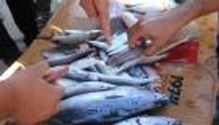 أسماك الأرنب تغزو بحر غزة