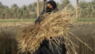 العراق يزرع 2.25 مليون هكتار بالقمح في موسم 2019-2020