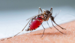 إصابة 135 سودانيا بحمى الضنك