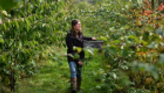 سلبيات بريكست تلاحق الزراعة العضوية في بريطانيا