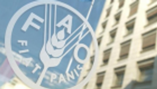 الفاو: 14% من غذاء العالم تُفقد قبل الوصول للأسواق