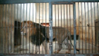 هندي يدخل قفص أسد "للنظر في عينيه"