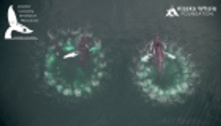 حيتان تصطاد فرائسها بشبكة من الفقاعات