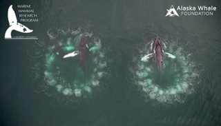 الحيتان تصدر فقاعات للإيقاع بفرائسها