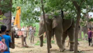 فيل يقتل رجلا في نيبال