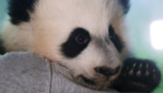 باندا في مهمة لإنقاذ جنسها