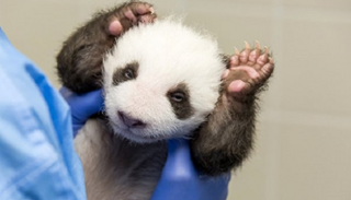 توأم الباندا يفتحان عينيهما للمرة الأولى