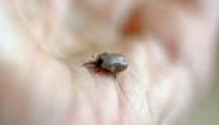 علماء يبحثون لقاحا لمرض بلا علاج يؤرق أمريكا وأوروبا 