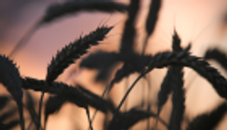 تراجع فاتورة واردات الحبوب الجزائرية 14.4% في 8 أشهر