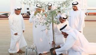 زراعة شجرة الغاف في قلب القرية التراثية