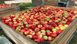 التفاح ينضم لضحايا غموض بريكست