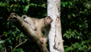 قردة تتغذى على الفئران في ماليزيا