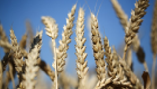 الجزائر تشتري نحو 600 ألف طن من قمح الطحين