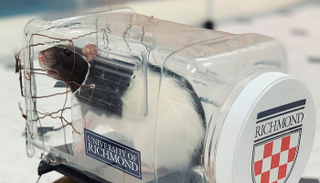 علماء ينجحون في تدريب الفئران على قيادة السيارات