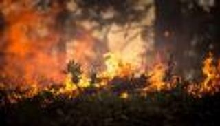 مصرع 3 بحرائق غابات في المكسيك