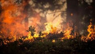 حرائق غابات المكسيك 