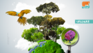 إنفوجراف.. غابة الأمازون ‎"رئة الأرض"