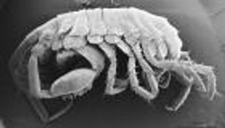 شبيه "الجمبري" في فم حوت