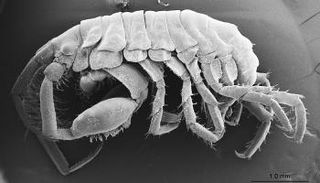 المخلوق المكتشف يتغذى على الطفيليات