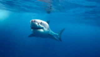 بريطاني يفقد قدمه في هجوم قرش بأستراليا