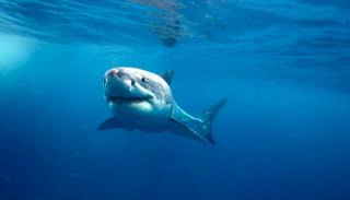 قرش يهاجم بريطانيين في أستراليا