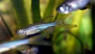 أسرار اضطرابات السمع البشرية تكشفها "سمكة"