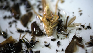 الزراعة المتهم الرئيسي في تراجع أعداد الحشرات - أرشيفية