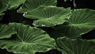 النباتات لديها آلية دفاعية لتفادي أضرار الأمطار