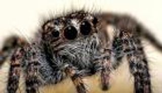 عدسة كاميرا مبتكرة من "عين العنكبوت" 