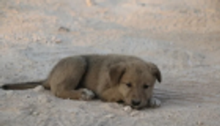 الجرو "اليتيم".. مصور سوري ينقذ أحدث ضحايا زعيم "داعش"