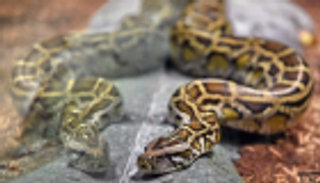 مقتل مربية ثعابين.. والمتهم أفعى طولها 8 أقدام