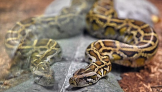 أمريكية تلقى حتفها بسبب ثعابين كانت تربيها